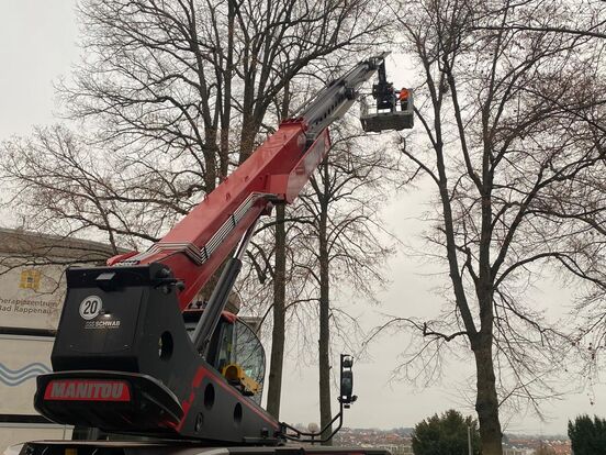 Der Teleskoplader wird für die Baumpflege genutzt und in Richtung einer Baumkrone ausgefahren.